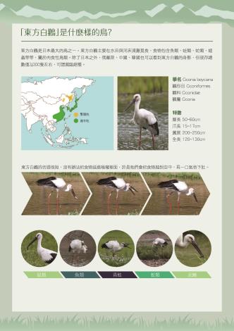 白鸛06