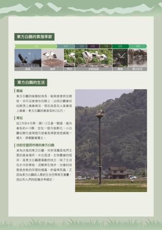 白鸛07