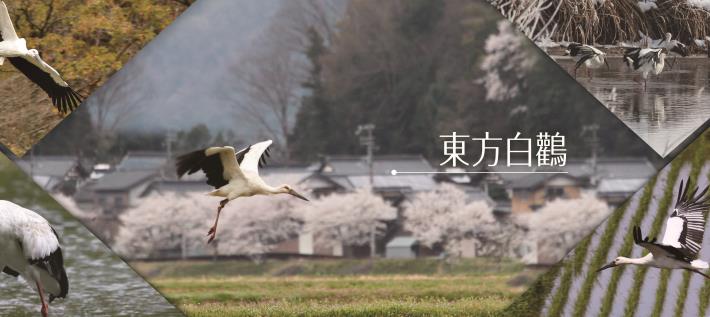白鸛主視覺