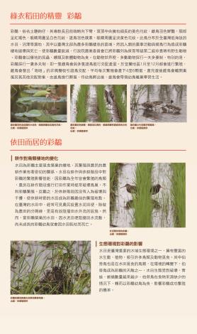 彩鷸-01