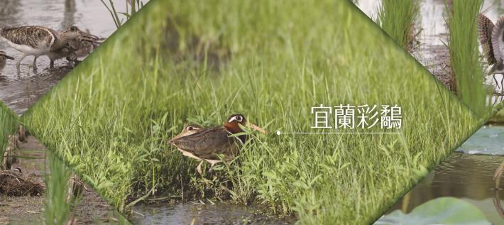 彩鷸主視覺